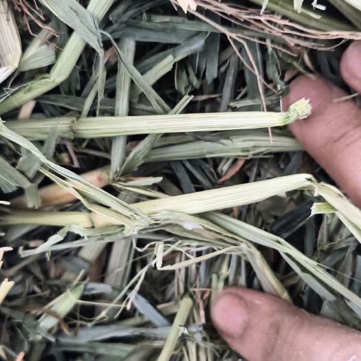 阿旗燕麦草