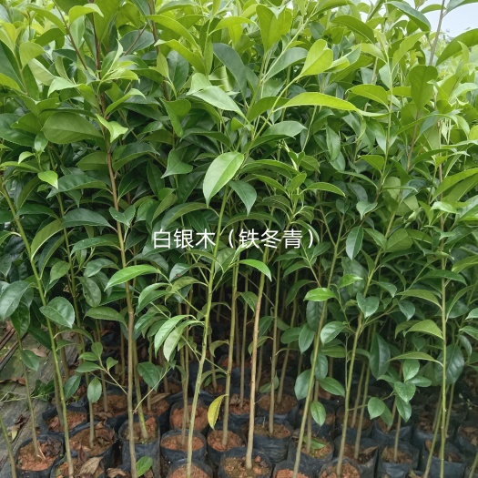 阳春市白银木（铁冬青）