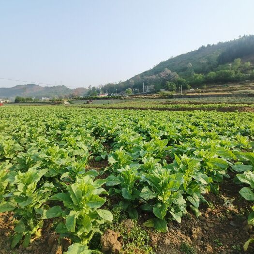 关岭县贵州莴笋，量大从优。