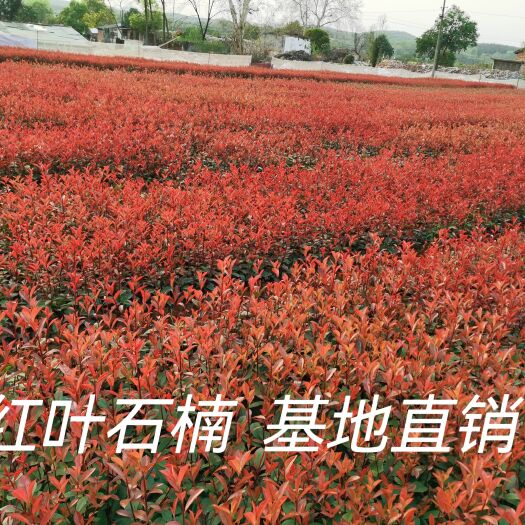 郴州湖南红叶石楠大杯苗罗宾红火焰红绿化工程苗木