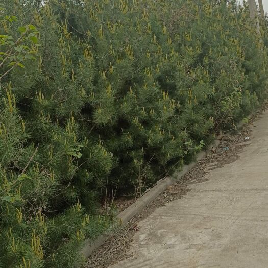 华阴市四米左右的白皮松，有需要的老板联系我，价位不高