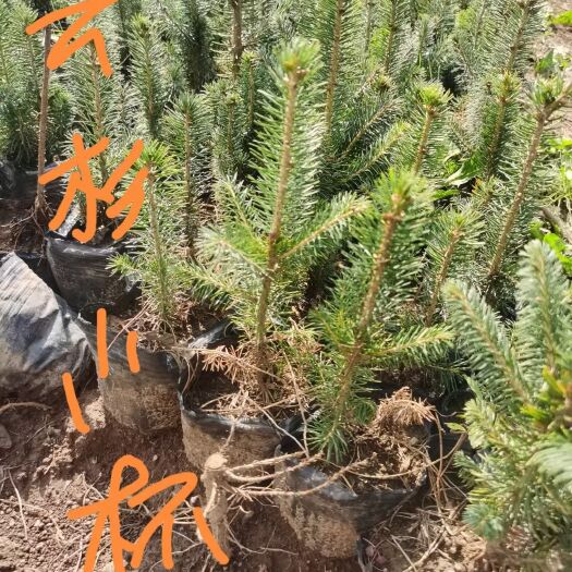 柳河县云杉，樟子松，红松，落叶松