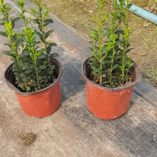 自产自销直立冬青小苗直立冬青绿篱墙绿篱届的天花板级别北美冬青