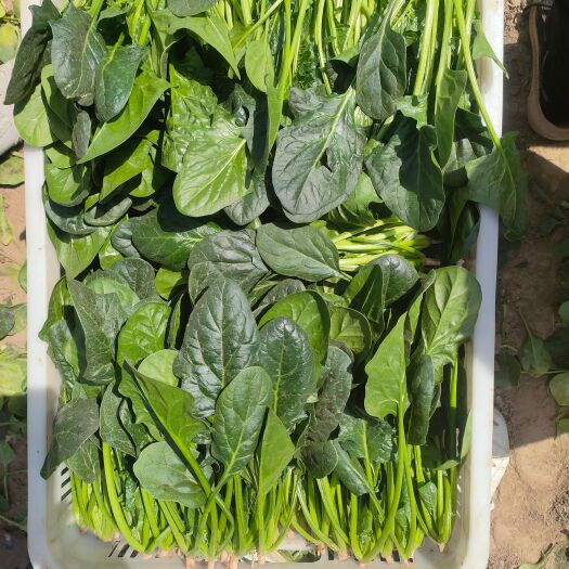 鄄城县陆地菠菜红根菠菜精品长期供应，可全国发货