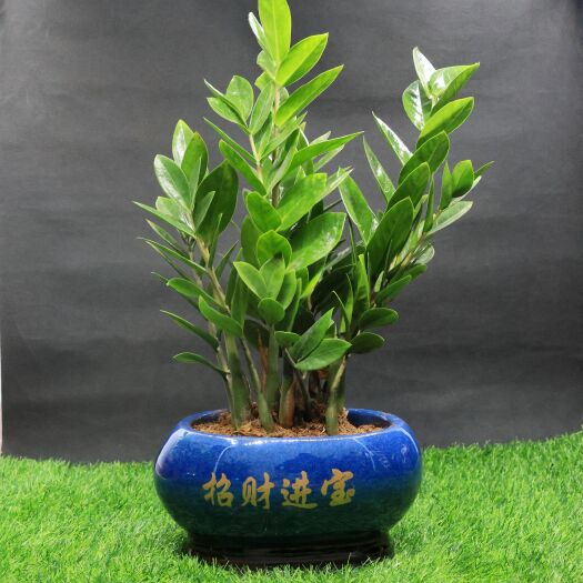 深圳金钱树盆栽 65cm 兰色陶瓷花盆 室内办公绿植