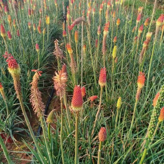 宜良县火炬花