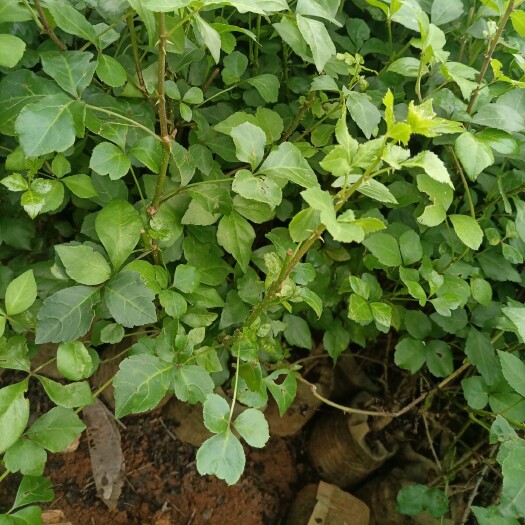 横州市簕菜苗新鲜野菜苗苦刺心刺五加农家菜盆摘落地阳台勒菜