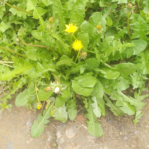 夹江县生鲜蒲公英