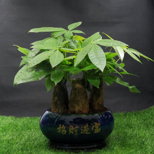 深圳三杆发财树盆栽陶瓷花盆45cm