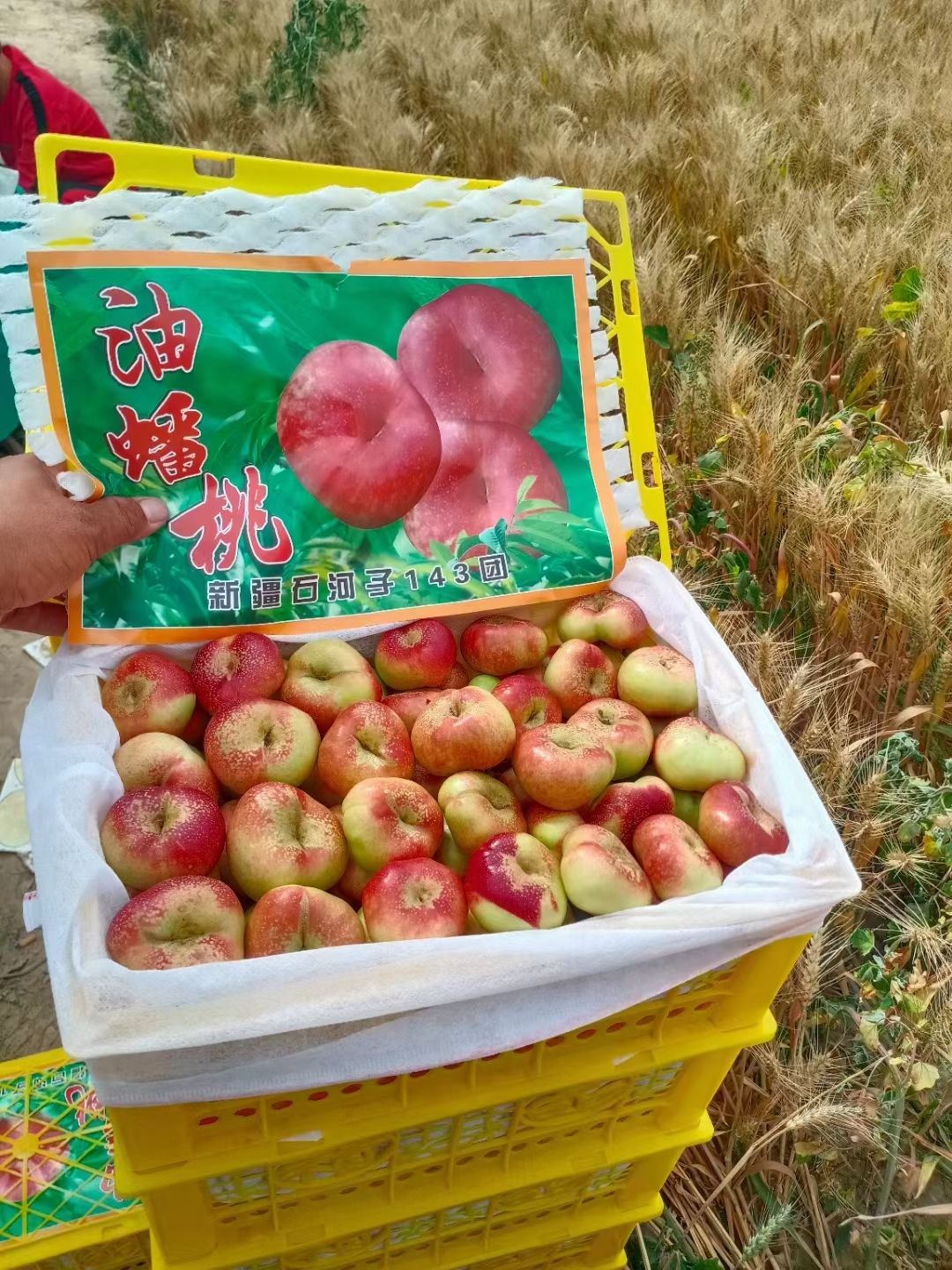 大荔油潘歡迎歡迎你