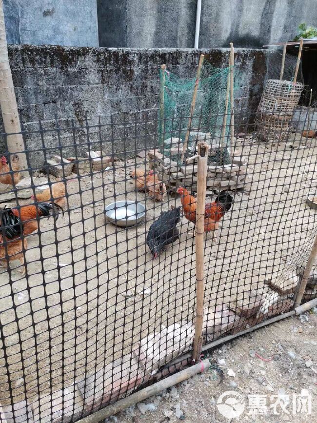 加厚塑料围栏网防护网 拦鸡网 圈地网 圈玉米网 大棚防兜水网