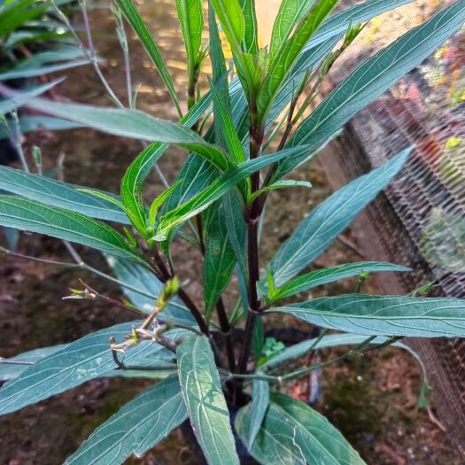 东莞市翠芦莉