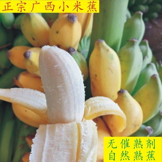 【泡沫箱】广西小米蕉9斤当季新鲜水果包邮非香蕉皇帝焦