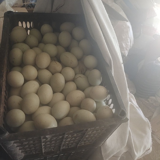 蚌埠新鲜鸭蛋