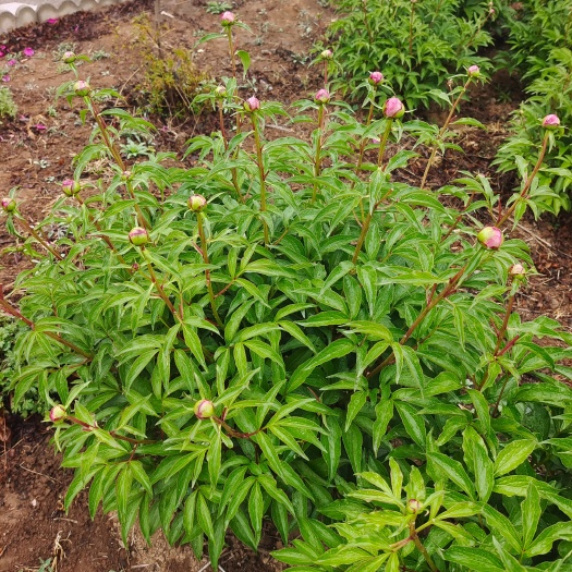 洪洞县观赏白芍鲜花