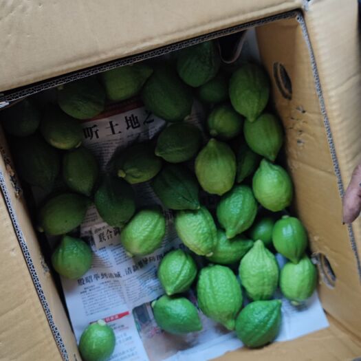 英德市广东香水柠檬