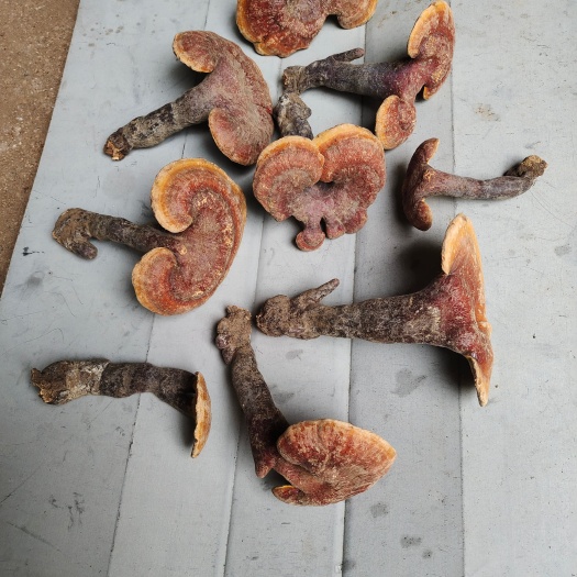 嵩县小灵芝林生赤灵芝5公分以下
