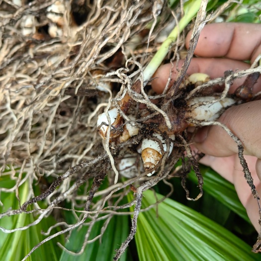 贞丰县紫花三叉白芨苗