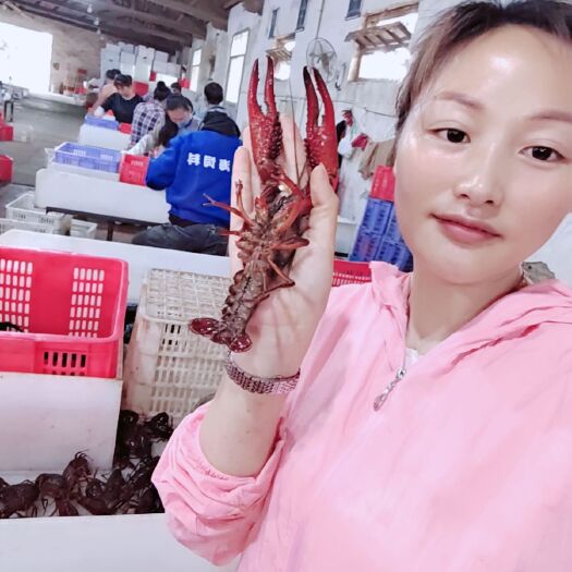 沅江市巴掌大的龙虾