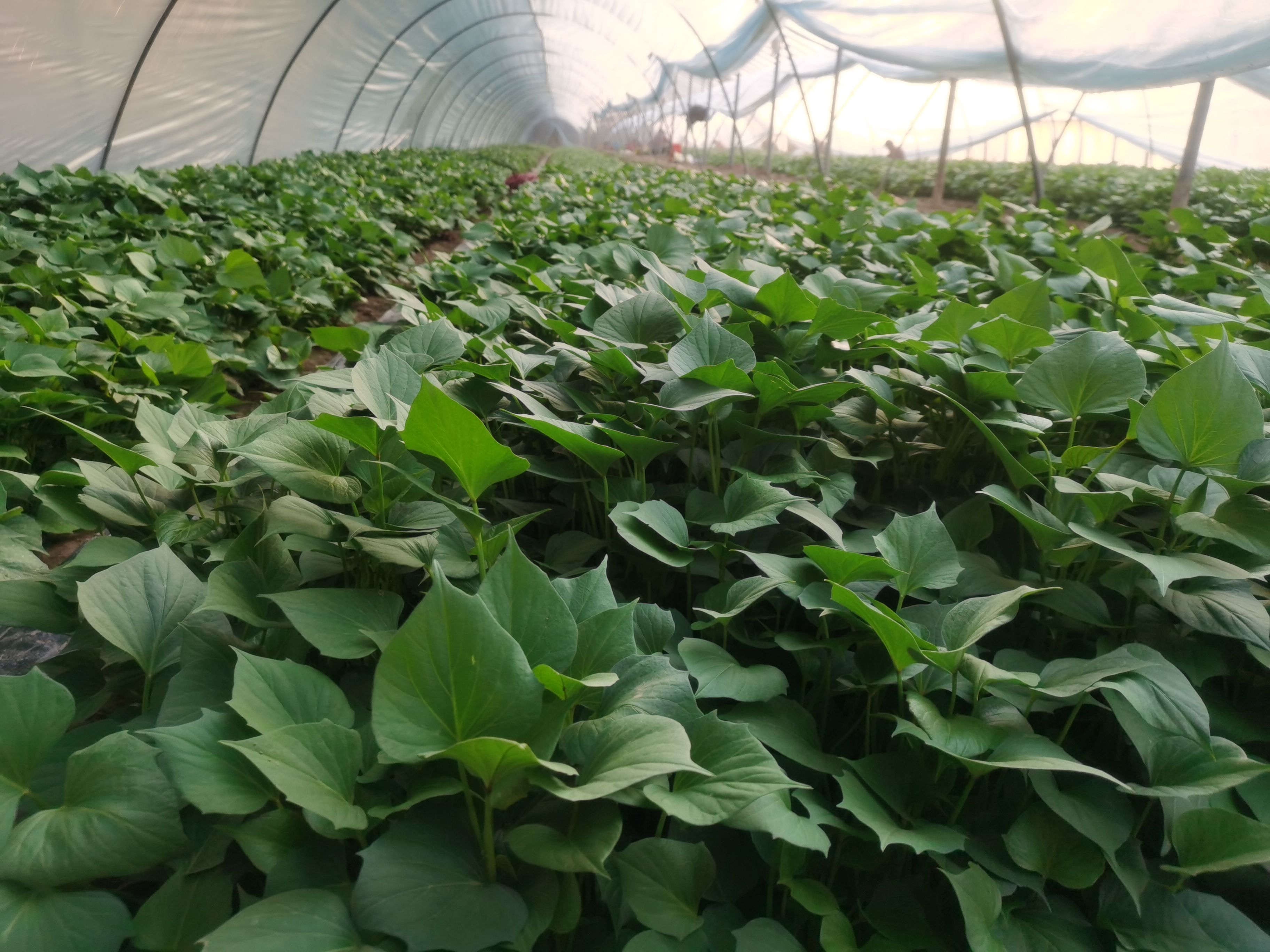 梁山伍群薯业农民专业合作社岀售各种脱毒红薯苗，27年专业育苗