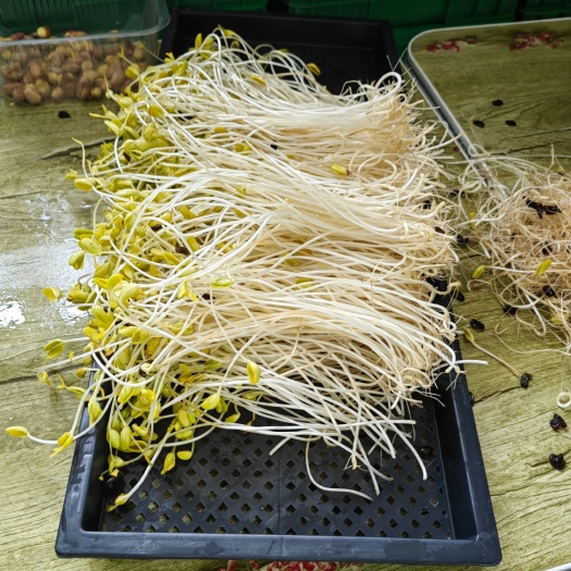 苏州富氧水培黑豆芽苗菜，基地直供。