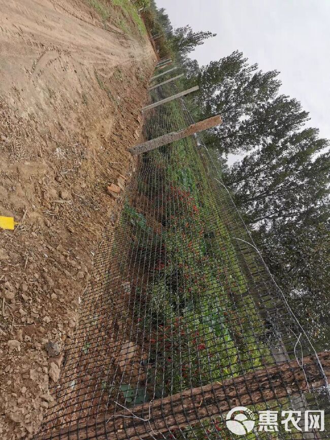 加厚塑料围栏网防护网 拦鸡网 圈地网 圈玉米网 大棚防兜水网