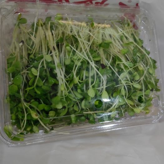 乔麦芽苗菜