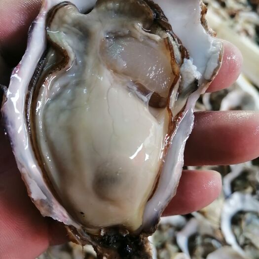 佛山山东乳山生蚝精品三倍体，又肥，显个有没有喜欢的，欢迎咨询。