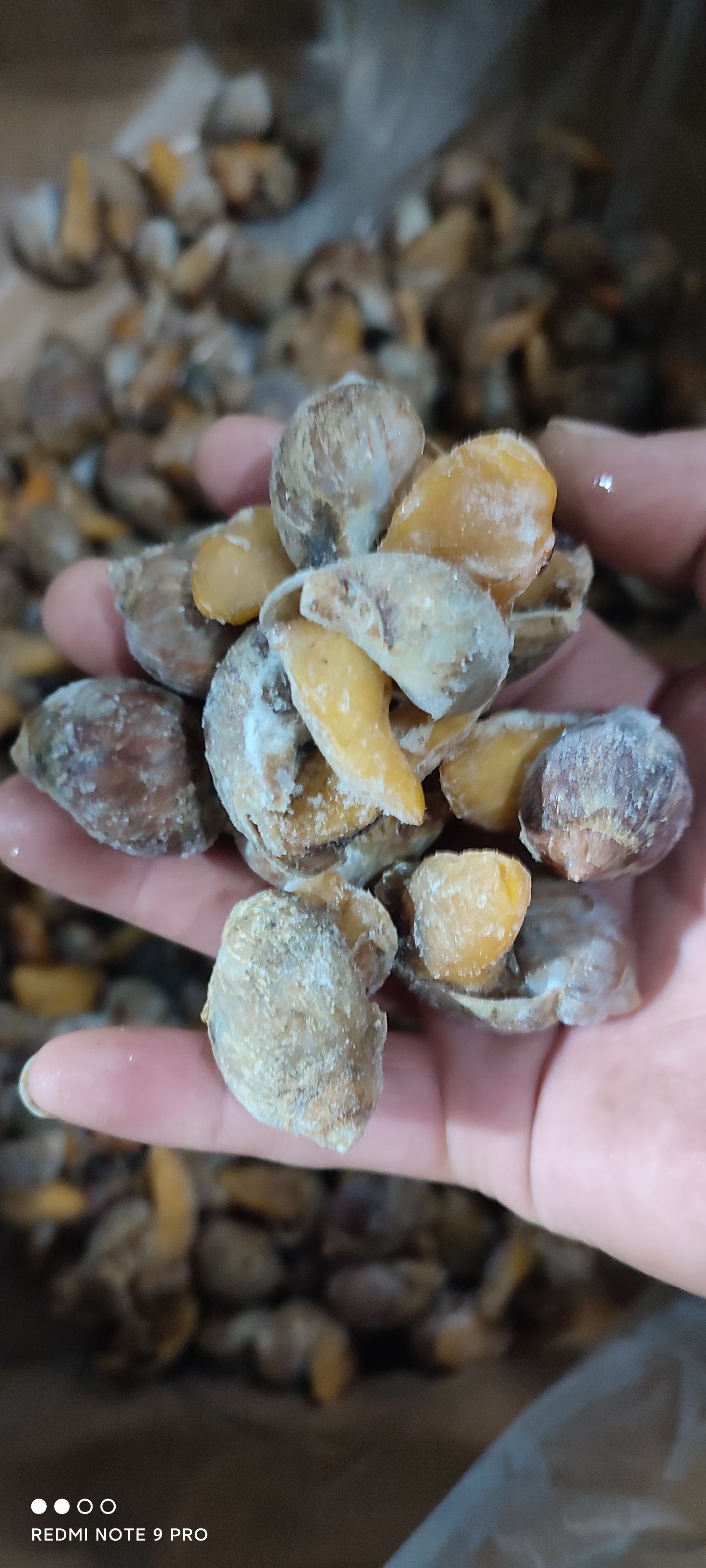 老婆脚 假鲍鱼 黄金鲍螺 黄金螺  鲍鱼螺 珍珠螺 海螺