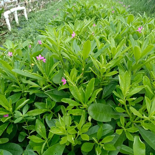 深圳土人参菜，和种苗