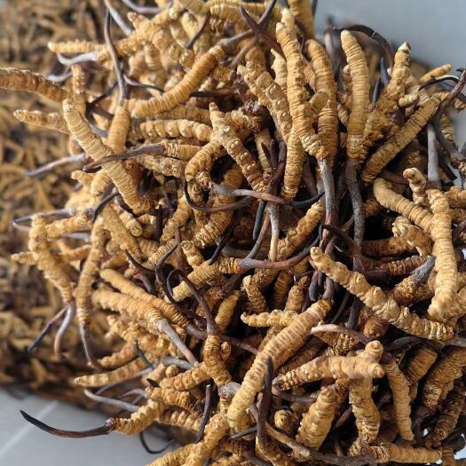 人工冻干草1800根一公斤，精选