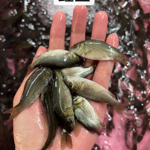 南宁快大品种鲤鱼苗，今年新苗，优良品种，好养快大，保质保量