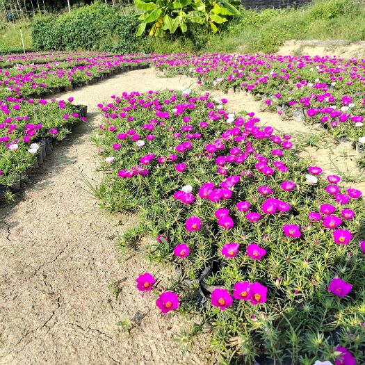 长沙县太阳花