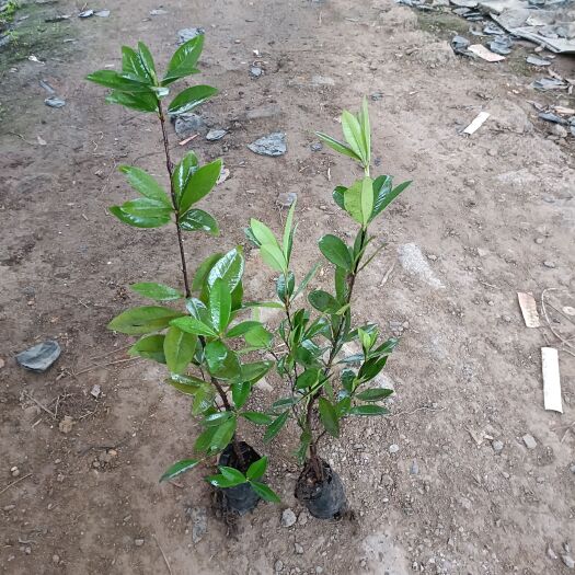 巴西樱桃苗庭院盆栽果树苗南北方种植