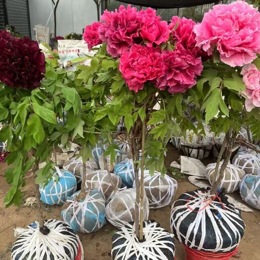 平邑县牡丹花苗盆栽带花苞发货菏泽牡丹春节开花鲜花年宵花洛阳红大苗