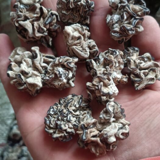 济南猴脑菇松花菌猴脑菌批发零售，种植场直发核桃菌预制菜厂家直销批