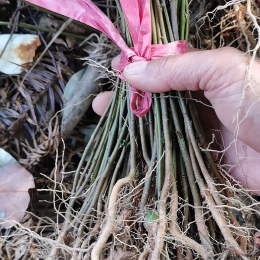 枫香苗  一年生枫香造林苗0.15㎝地径