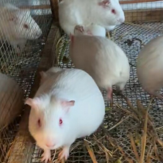 廉江市长期采购豚鼠荷兰猪荷兰鼠