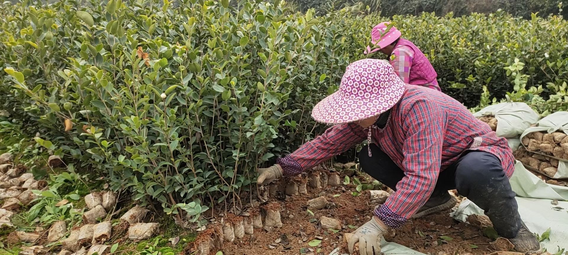 丰城市长林嫁接油茶苗