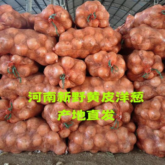 新野县河南新野黄皮洋葱，大量现货，基地种植，一手货源。