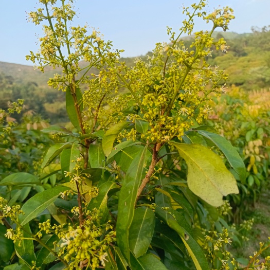 灵山县桂味糯米糍妃子笑无核种植树苖南方结果 当年结果荔枝苖果树苖