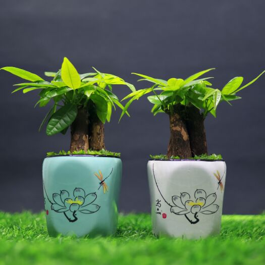 广州发财树盆栽/30cm 小三杆精美陶瓷花盆