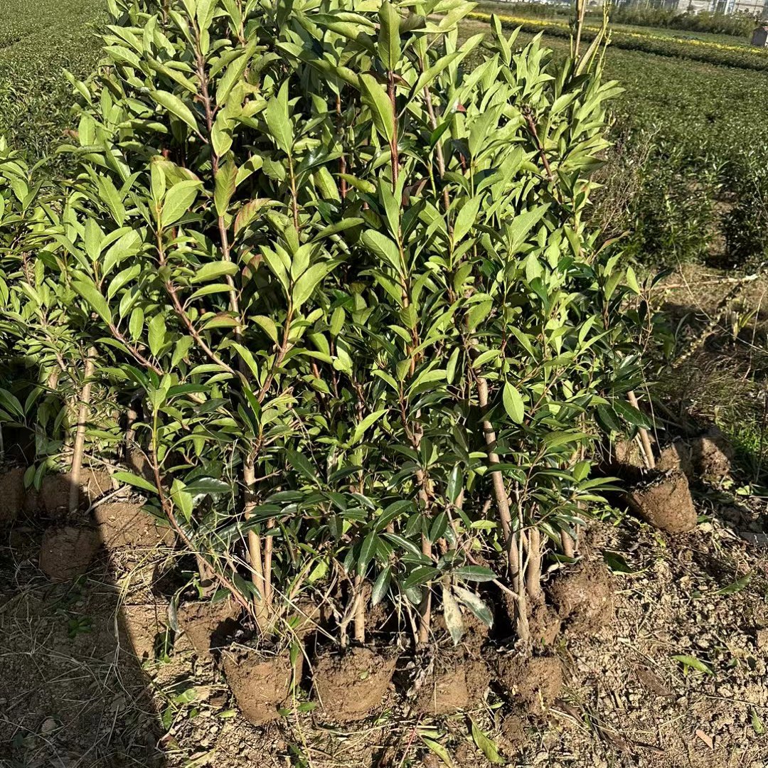 咸宁发货法国冬青苗木花草乔木地栽绿篱植物批发供应