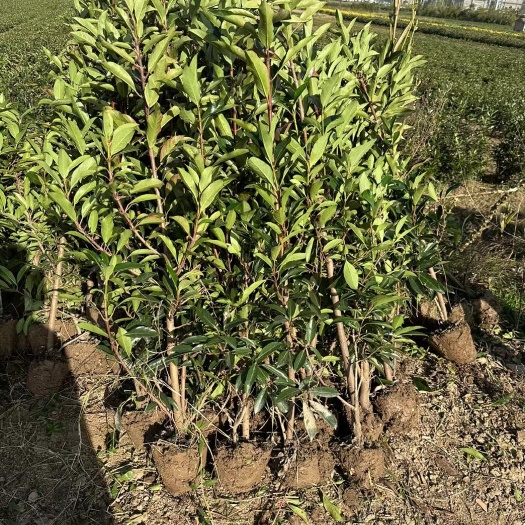 咸宁咸宁发货法国冬青苗木花草乔木地栽绿篱植物批发供应