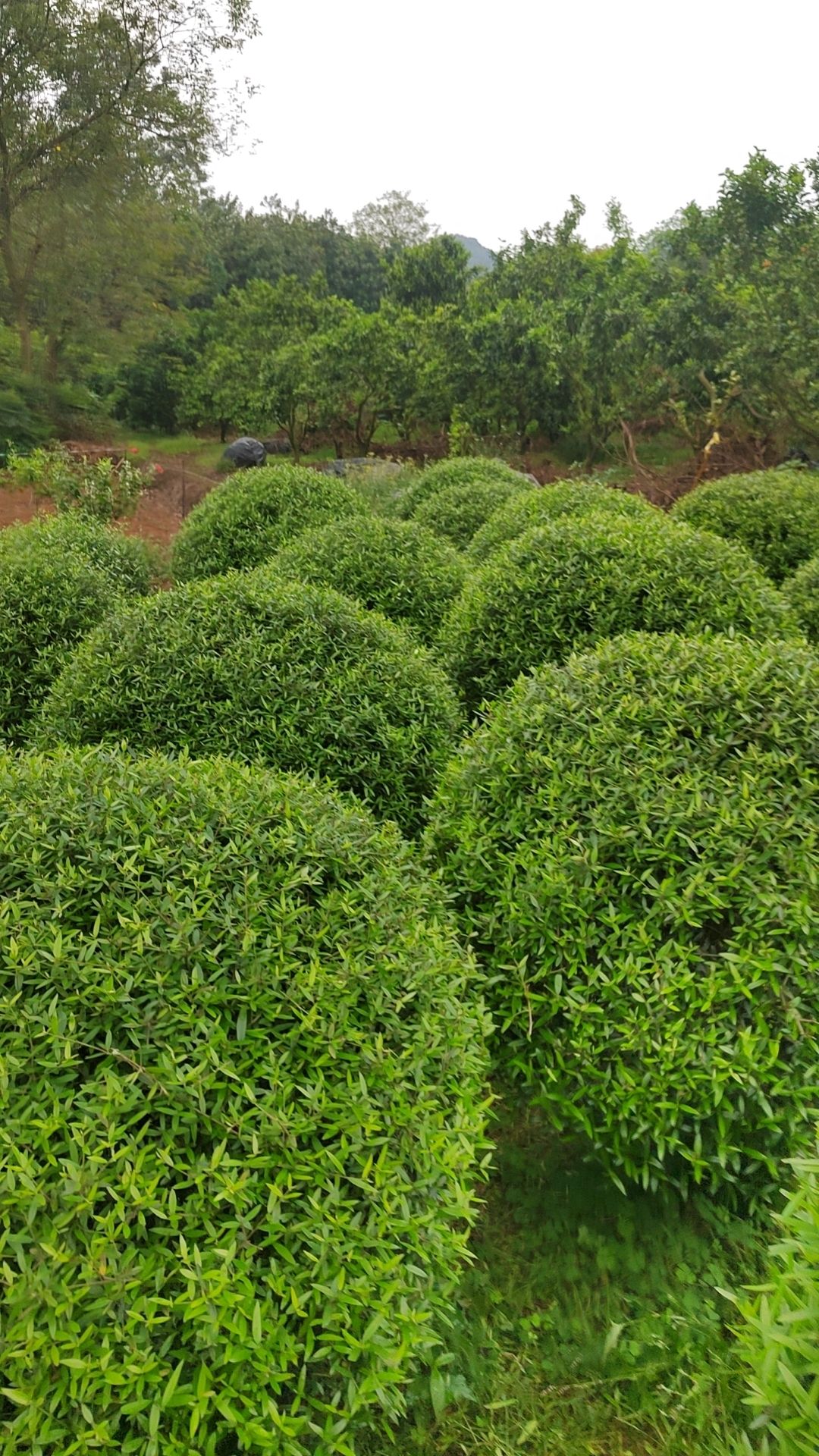 木樨榄