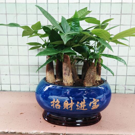 广州发财树盆栽 中号精品陶瓷盆45cm高