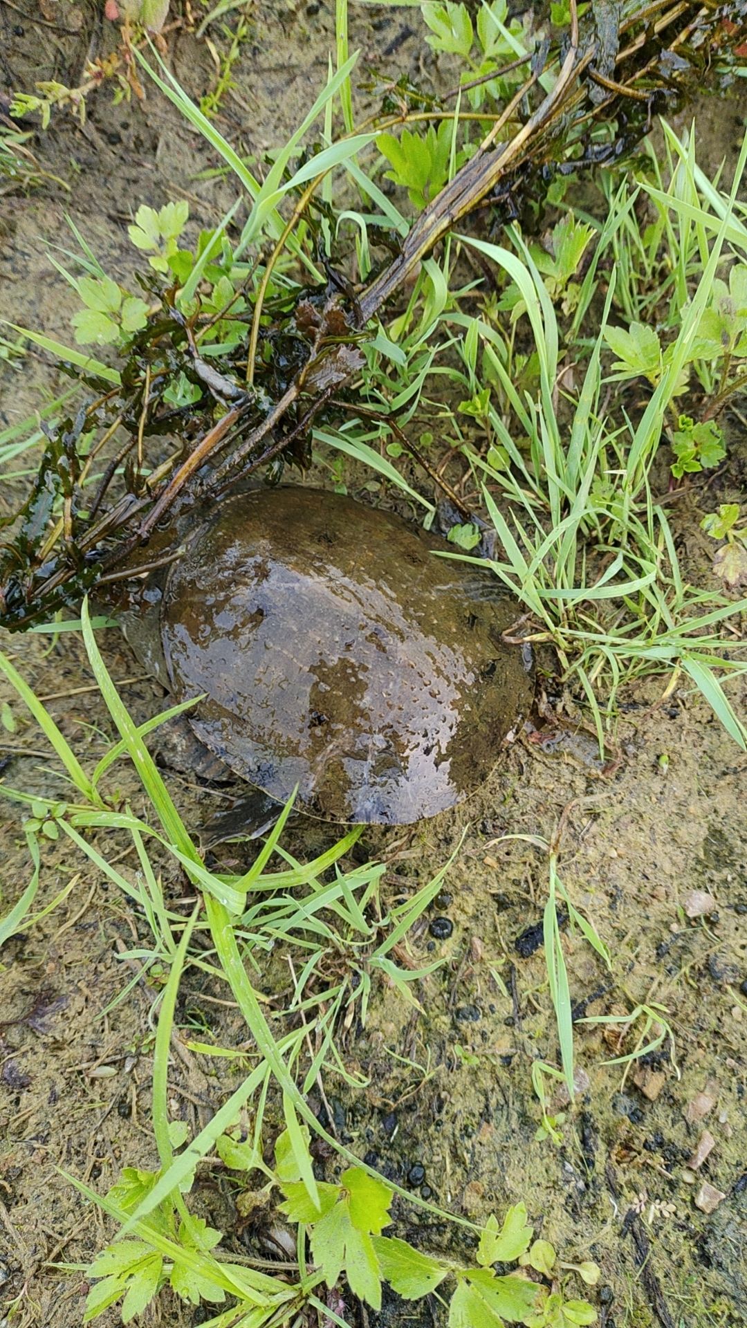 甲鱼