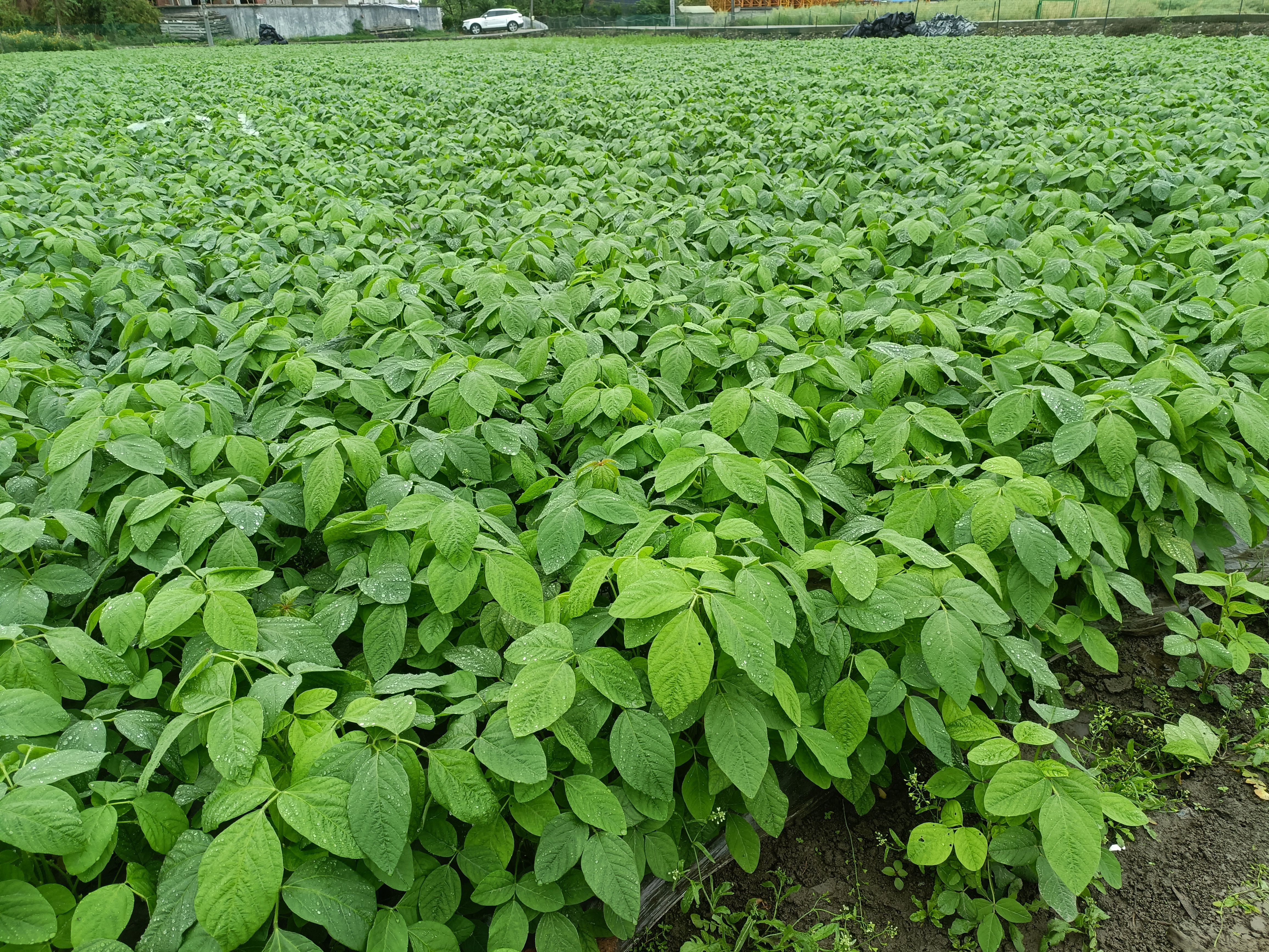 成都鲜毛豆毛豆夹，生态种植颗粒饱满，新鲜采摘，种植基地直发。