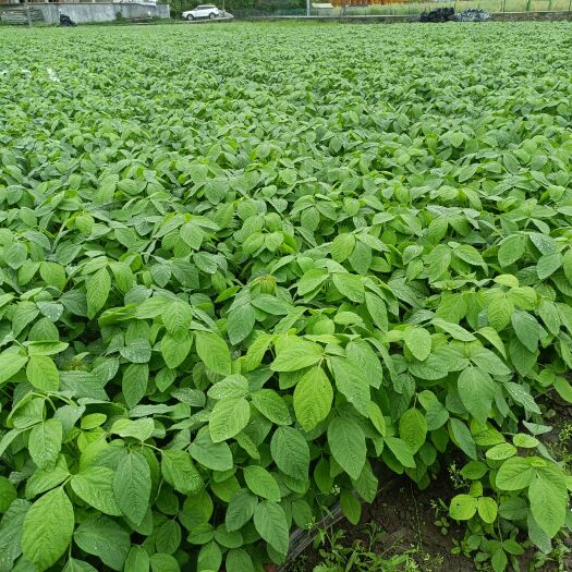 成都翠绿宝毛豆毛豆夹，生态种植颗粒饱满，新鲜采摘，种植基地直发。