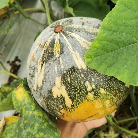 阳西县香芋南瓜1.5斤至4斤一类瓜